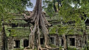Viaggio in Cambogia - tempio-ta-prohm