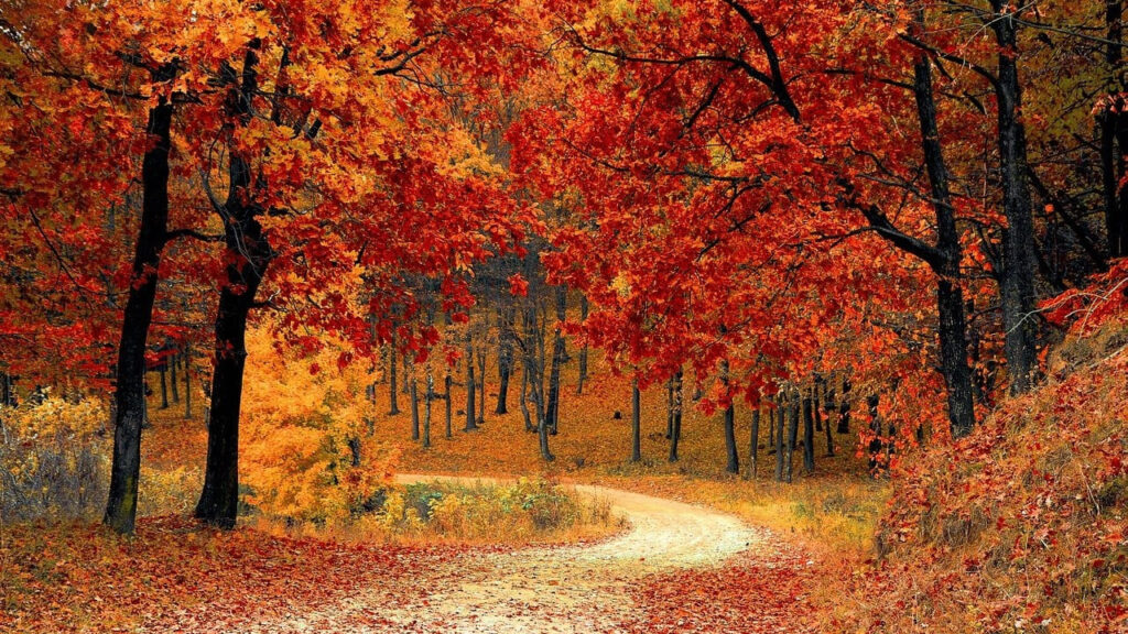 trekking foreste casentinesi - foliage d'autunno