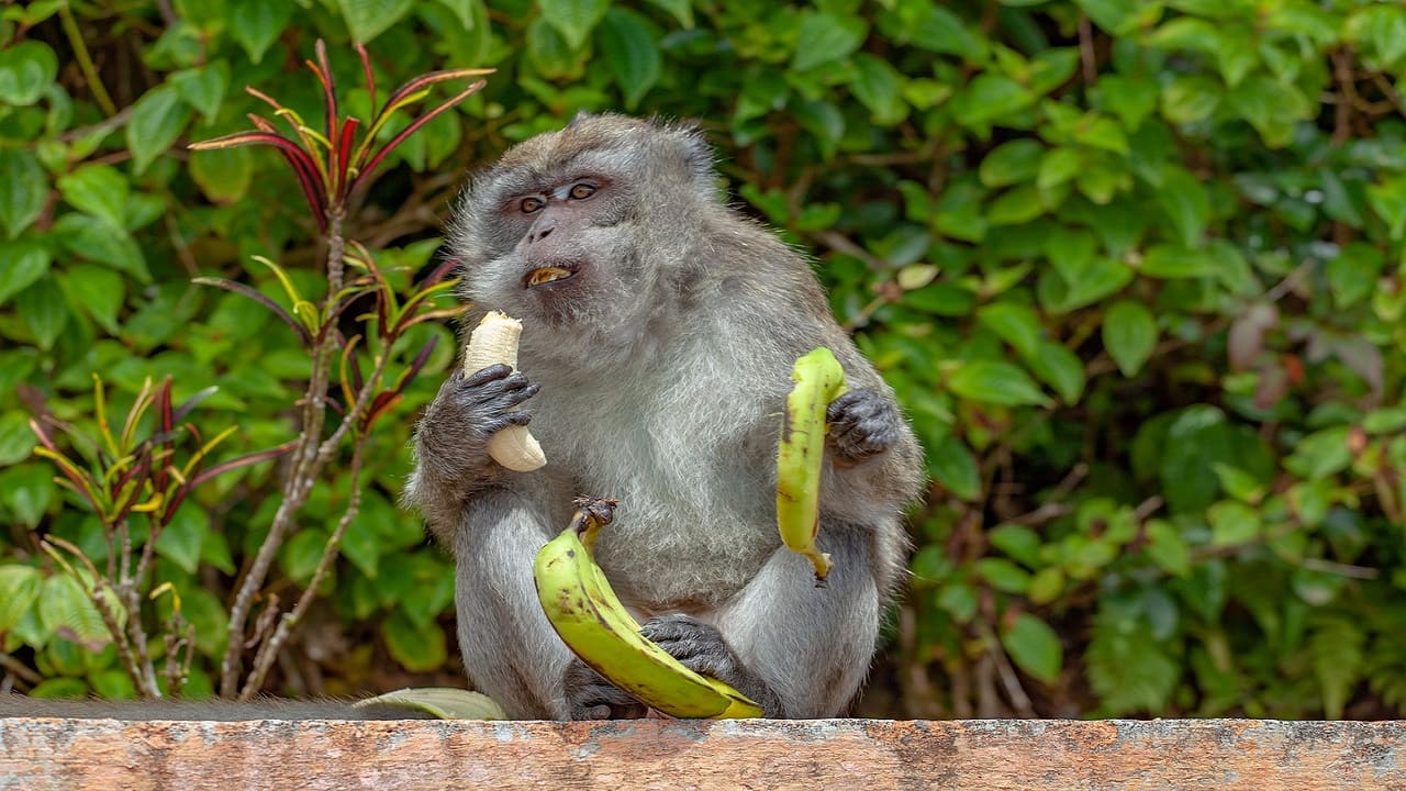 viaggio di gruppo Mauritius - scimmia