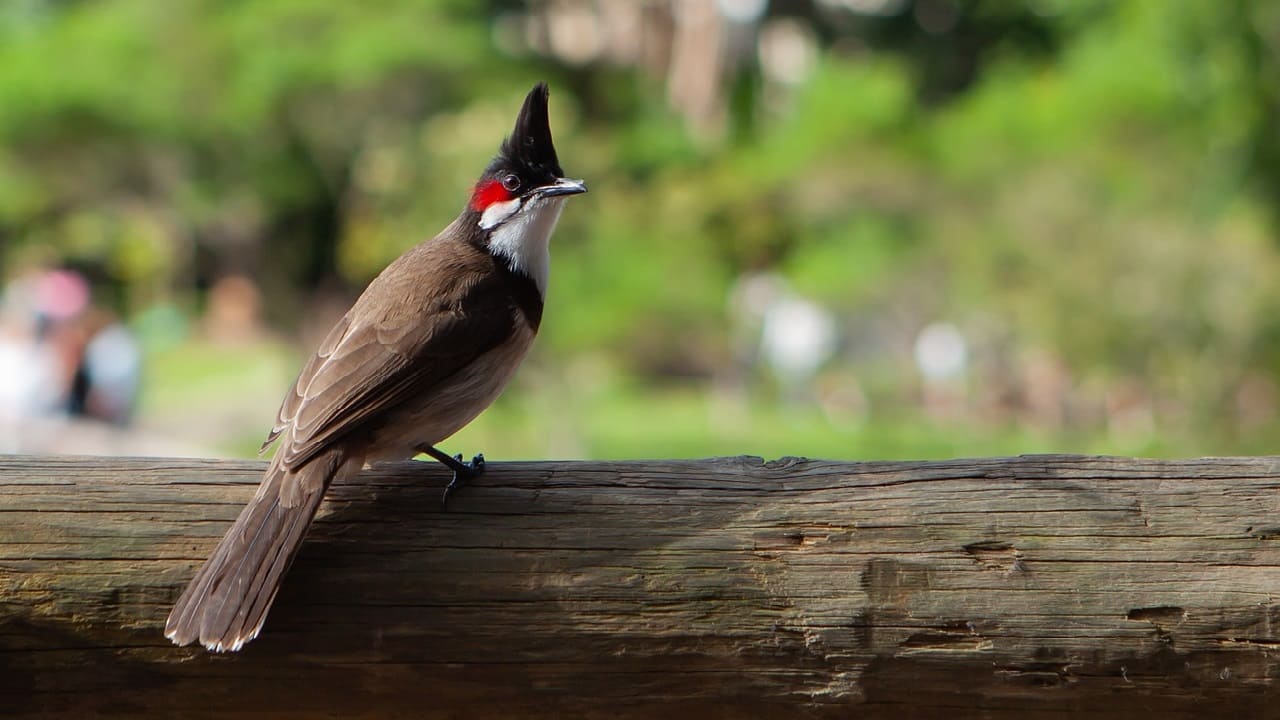 viaggio di gruppo Mauritius - uccelli