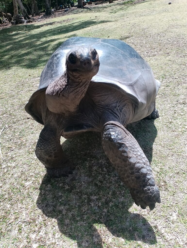 Perché fare trekking alle Seychelles: visita alle tartarughe giganti!